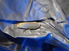 Eilema depressa