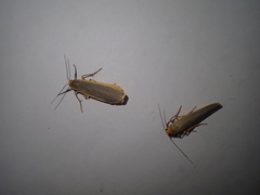 Eilema depressa