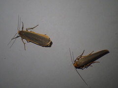 Eilema depressa