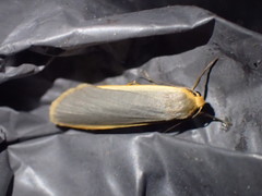 Eilema depressa