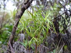 Dracophyllum sinclairii
