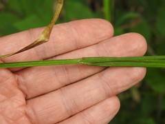 Carex tribuloides tribuloides