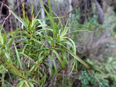 Dracophyllum sinclairii