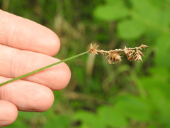 Carex tribuloides tribuloides