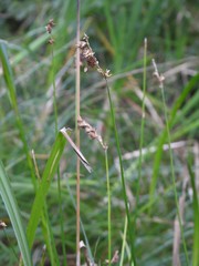 Carex tribuloides tribuloides