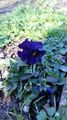 Viola × wittrockiana