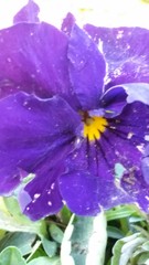 Viola × wittrockiana