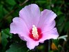Common Hibiscus - Photo (c) Kai Yan,  Joseph Wong, some rights reserved (CC BY-NC-SA)