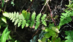 Myriopteris notholaenoides