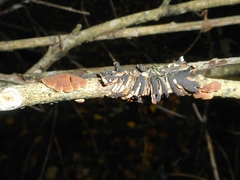 Hypocreopsis lichenoides