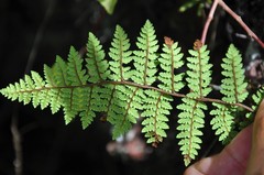 Myriopteris notholaenoides