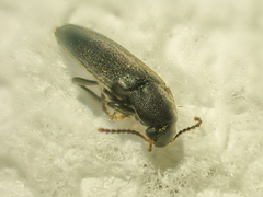 Melandryidae