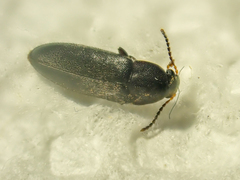 Melandryidae