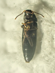 Melandryidae
