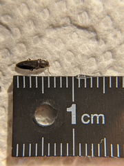 Melandryidae