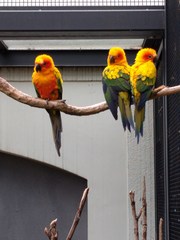 Aratinga solstitialis