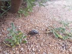 Julodis sulcicollis