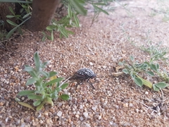 Julodis sulcicollis