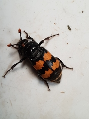 Nicrophorus interruptus