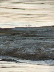 Calidris minuta
