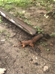 Sciurus vulgaris
