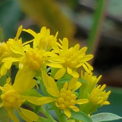 Solidago puberula puberula