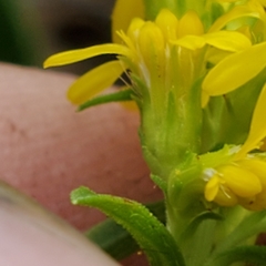Solidago puberula puberula