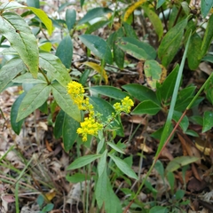 Solidago puberula puberula