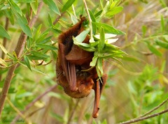 Lasiurus blossevillii