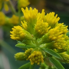 Solidago puberula puberula