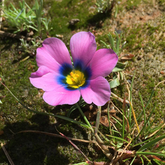 Moraea versicolor