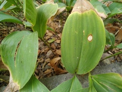 Phyllosticta convallariae