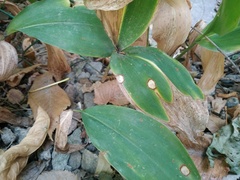 Phyllosticta convallariae