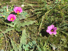 Moraea versicolor