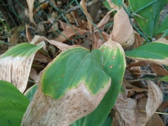 Phyllosticta convallariae