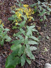 Senecio ovatus alpestris