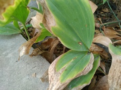 Phyllosticta convallariae