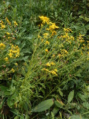 Senecio squalidus rupestris