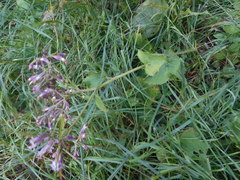 Adenostyles australis