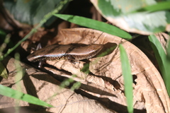 Eutropis multifasciata