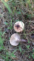 Gomphidius maculatus