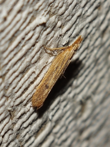 Representative image of Holcopogon