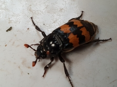 Nicrophorus interruptus