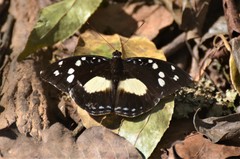Aterica galene theophane