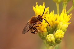 Colletes slevini