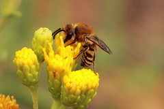 Colletes slevini