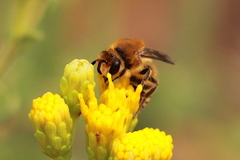 Colletes slevini