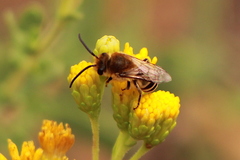 Colletes slevini