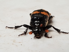 Nicrophorus interruptus