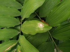 Phyllosticta convallariae